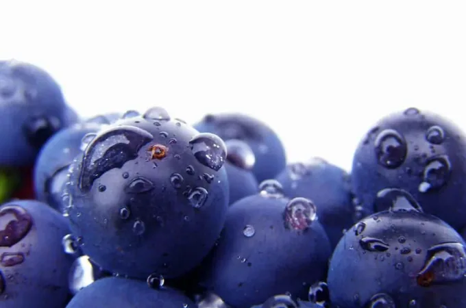 Raisins noirs couverts de gouttes d'eau en gros plan