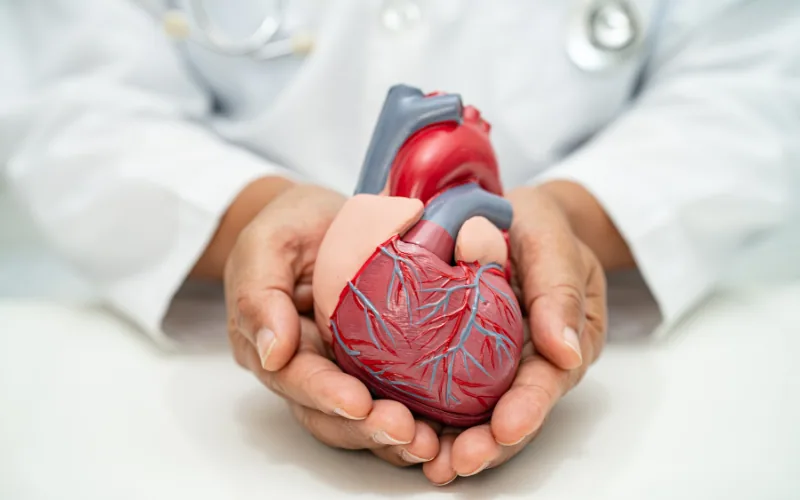 Médecin tenant un modèle anatomique de cœur dans ses mains