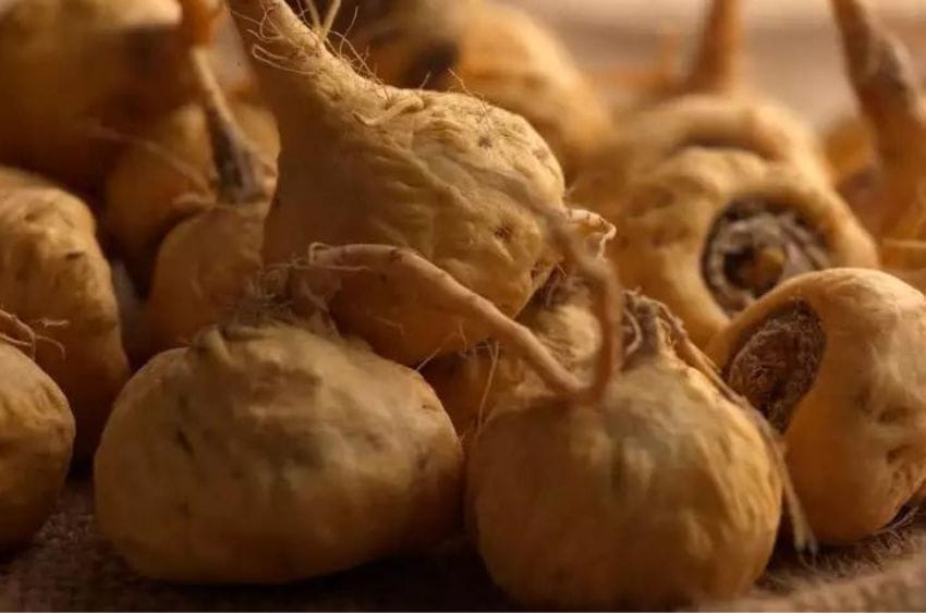Racines de maca séchées sur de la toile de jute