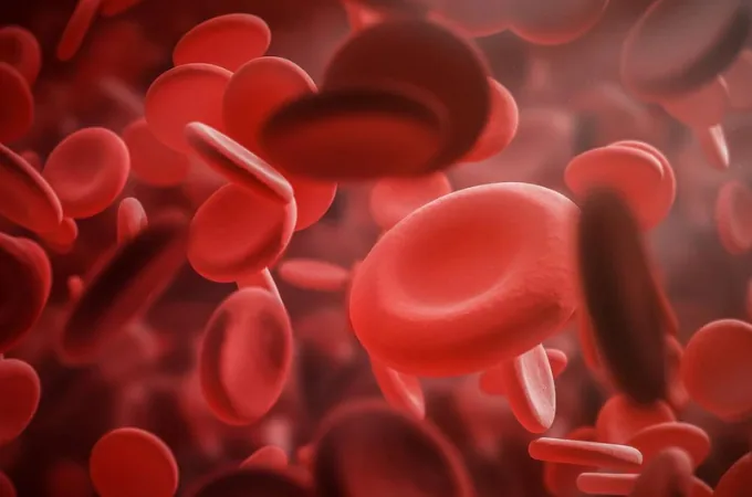 Globules rouges dans un vaisseau sanguin