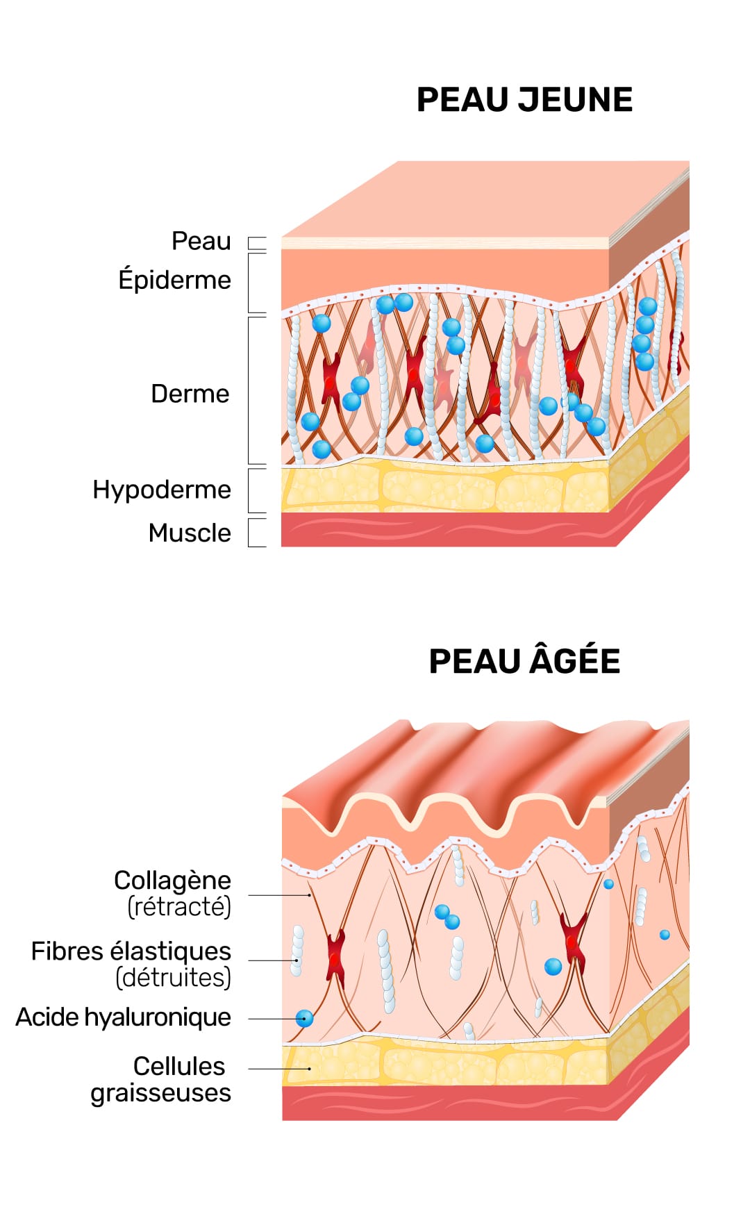 Peau jeune et peau âgée en coupe : collagène, fibres élastiques et acide hyaluronique