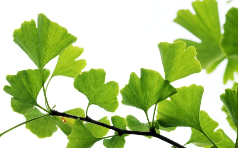 Feuilles de ginkgo en forme d'éventail sur une branche